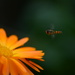 Marigold and hoverfly......... by ziggy77