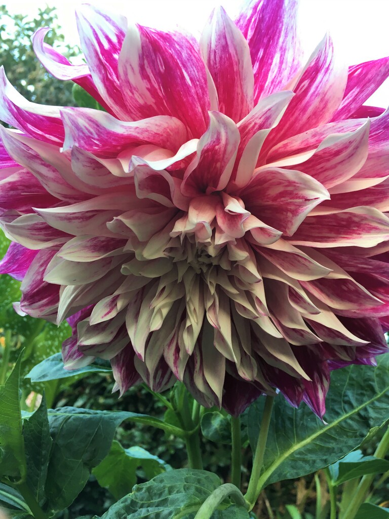 Monster Dahlia by 365anne