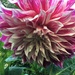 Monster Dahlia by 365anne