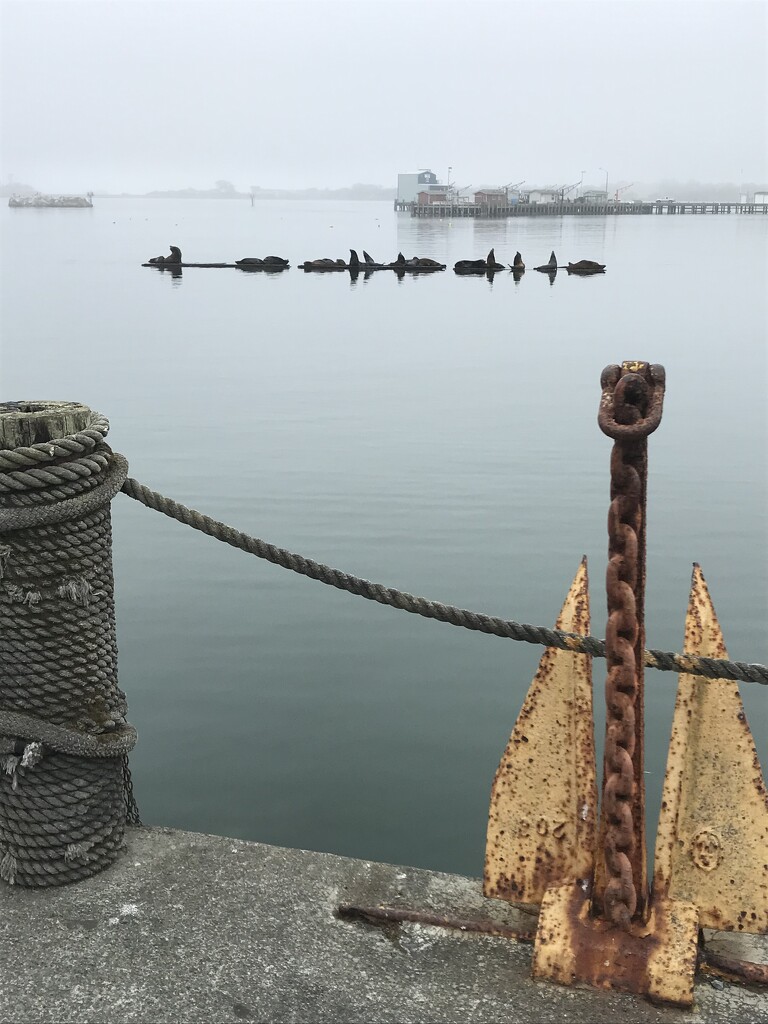 Harbor Fog by pandorasecho