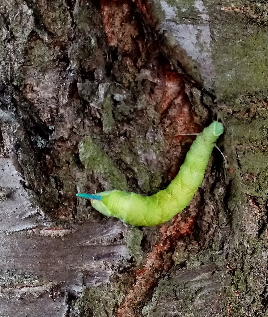 Elephant hawk moth caterpillar?  by g3xbm