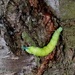 Elephant hawk moth caterpillar?  by g3xbm