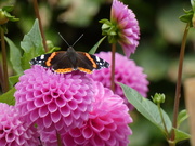 9th Sep 2021 - Butterfly 