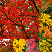 9th Sep 2021 - a collage of autumn colours