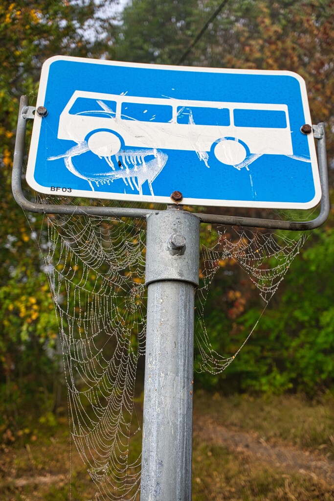 Spiders web by okvalle