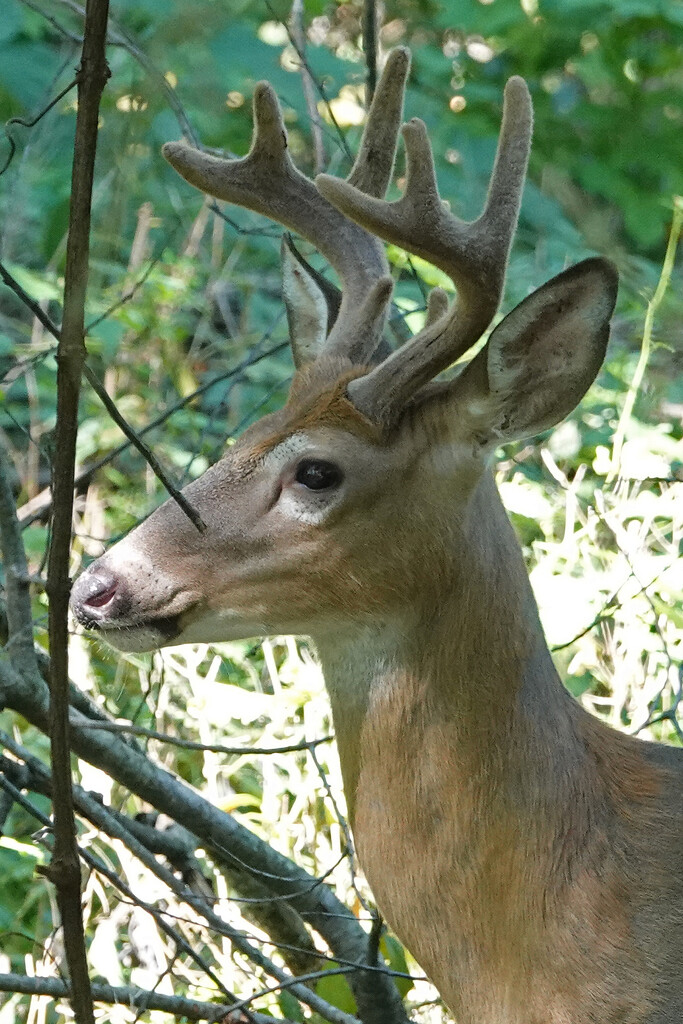 White-tailed Buck by annepann