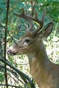 9th Sep 2021 - White-tailed Buck