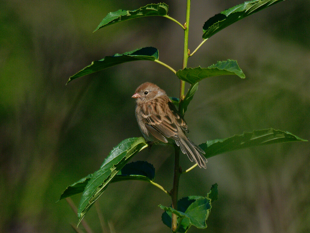field sparrow by rminer