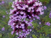 9th Sep 2021 - Verbena flowers - lasting a long time