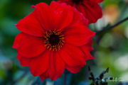 9th Sep 2021 - Red flower