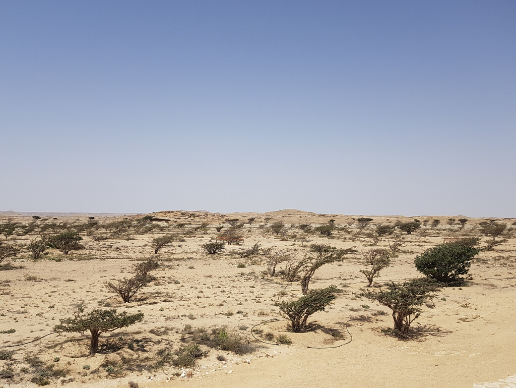 Frankincense Trees by clearday