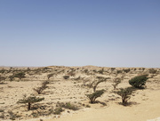 7th Sep 2021 - Frankincense Trees