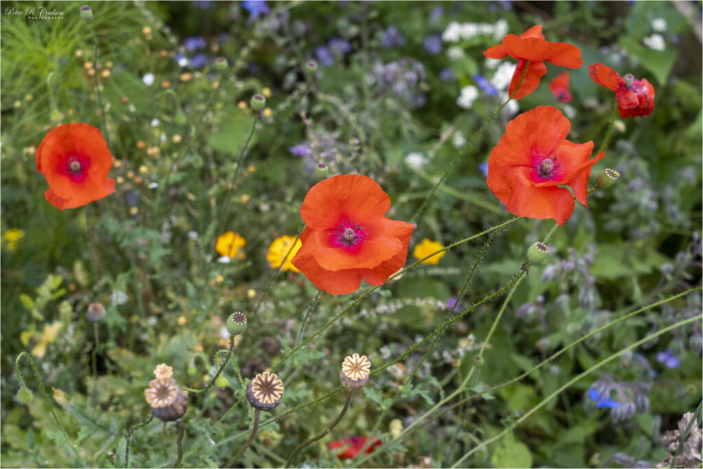 Wild Poppies by pcoulson