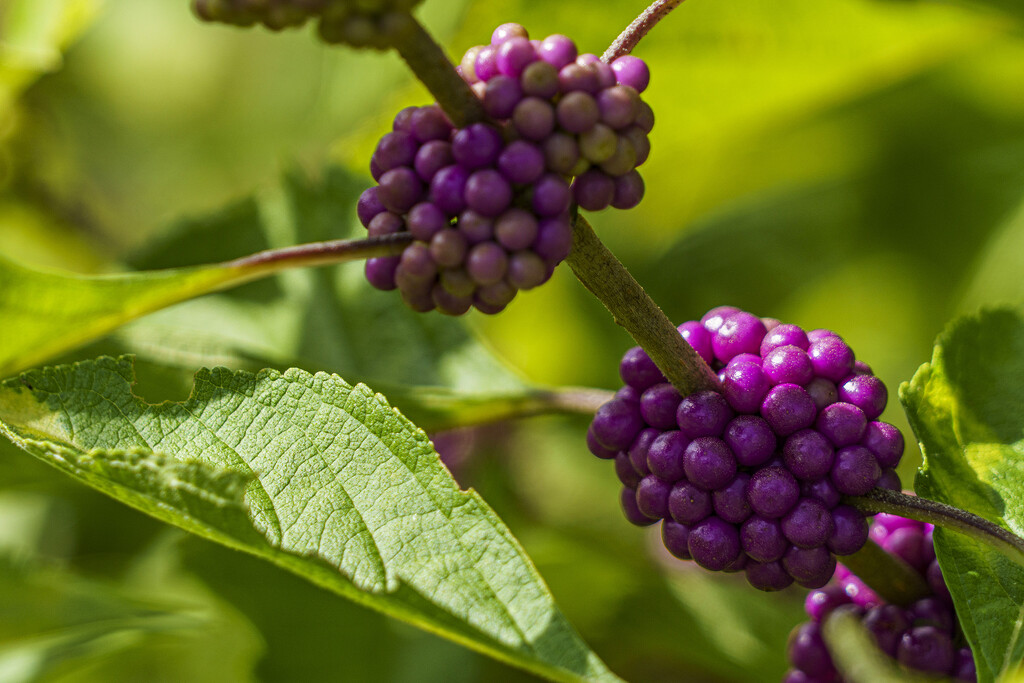 Beautyberry by k9photo
