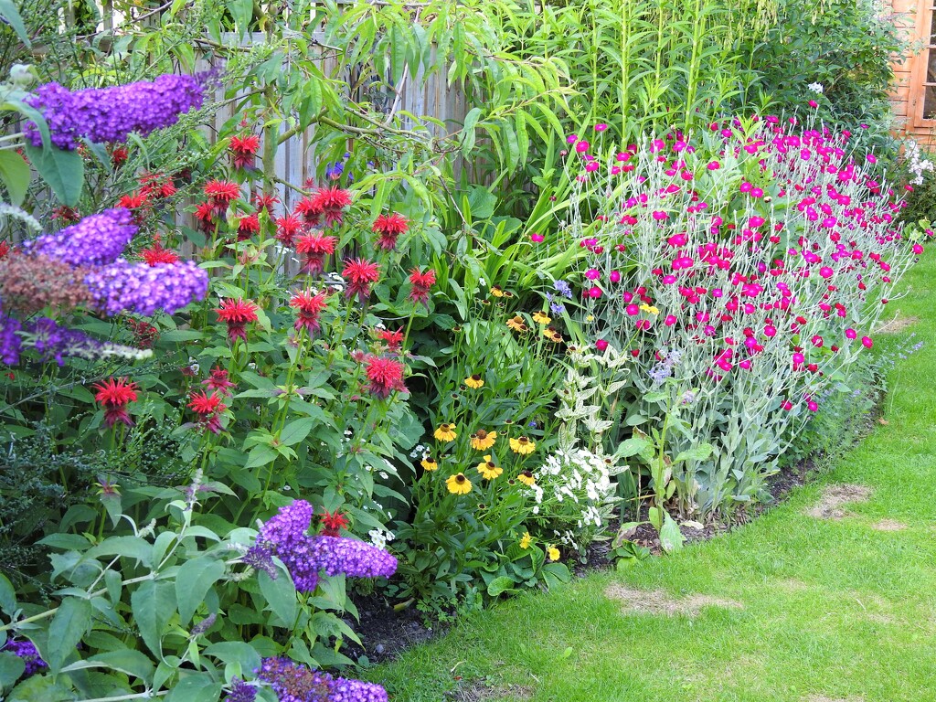  Colourful Border in the Garden by susiemc