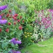  Colourful Border in the Garden by susiemc