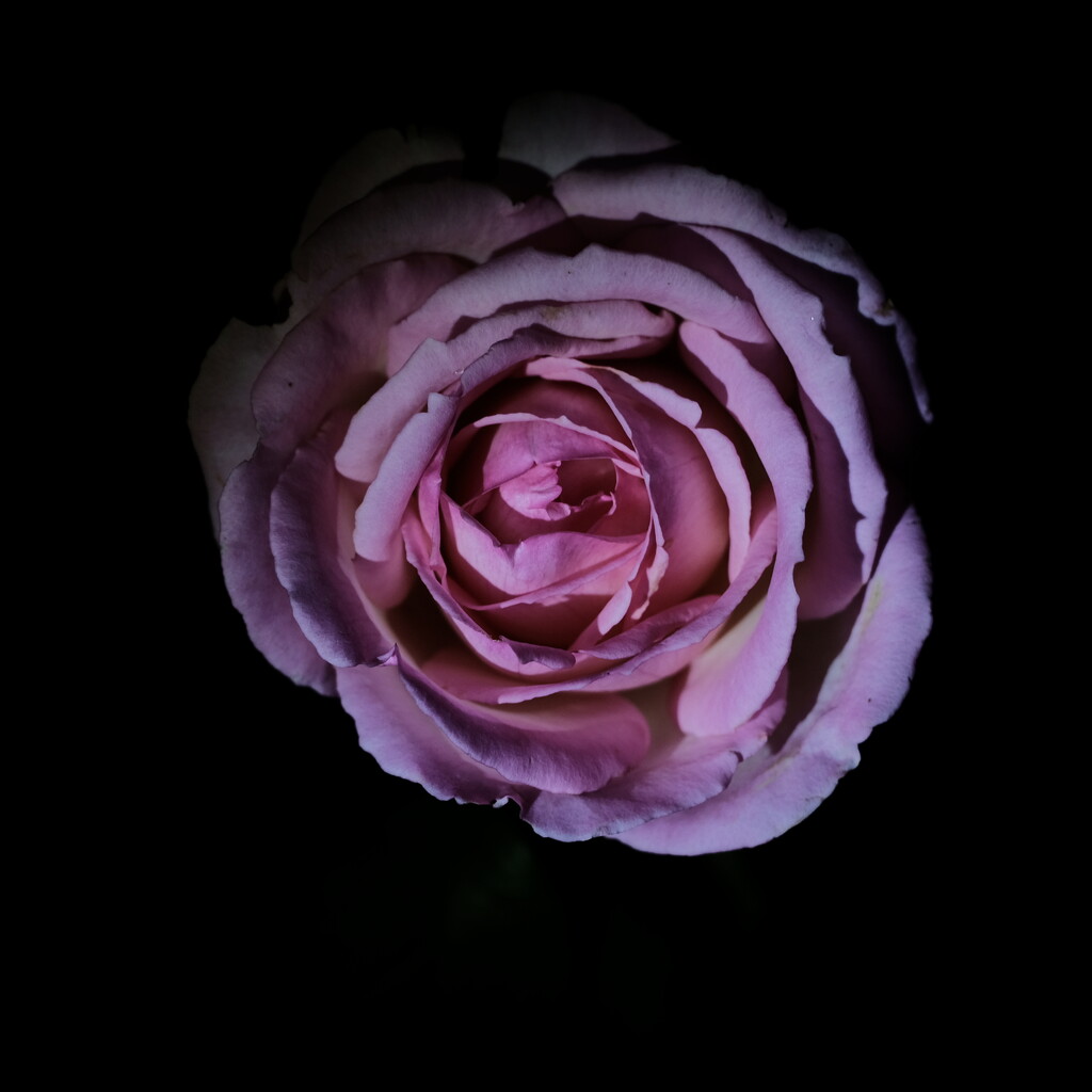 Dark Rose... by vignouse