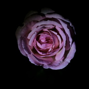 8th Sep 2021 - Dark Rose...