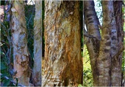10th Sep 2021 -  Tree Trunks From A Bush Walk ~      
