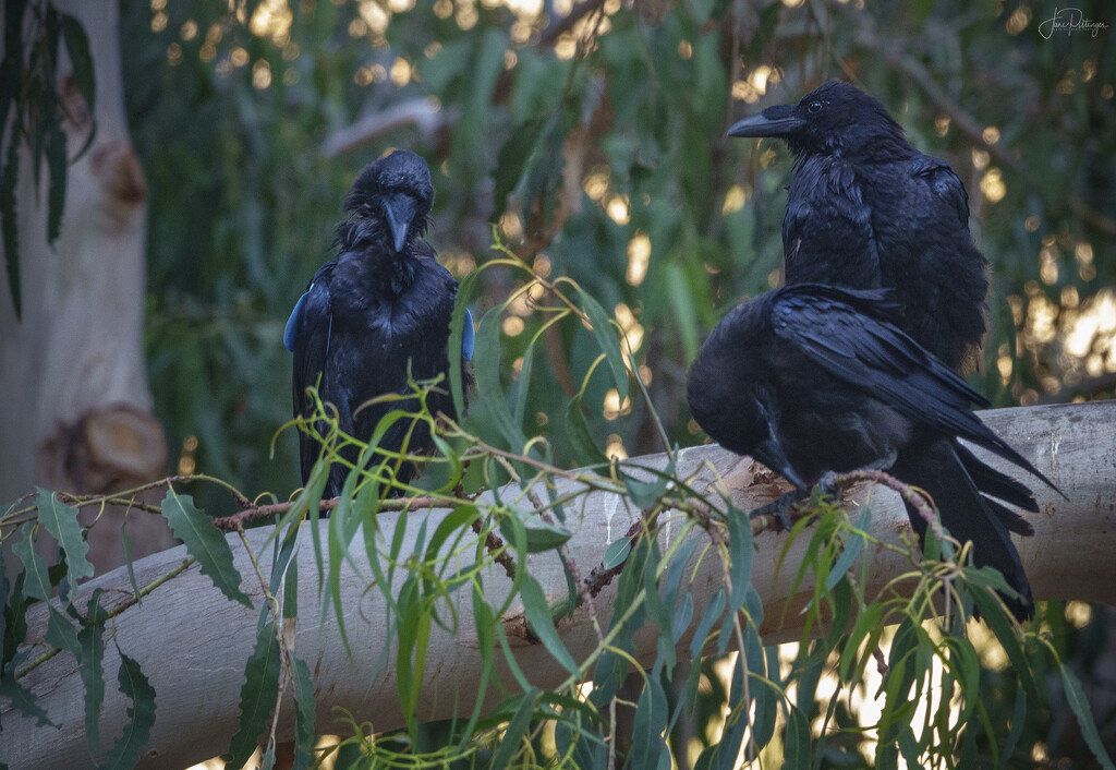 Three Ravens Planning Their Next Thievery  by jgpittenger