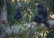 1st Aug 2021 - Three Ravens Planning Their Next Thievery 