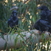 Three Ravens Planning Their Next Thievery  by jgpittenger