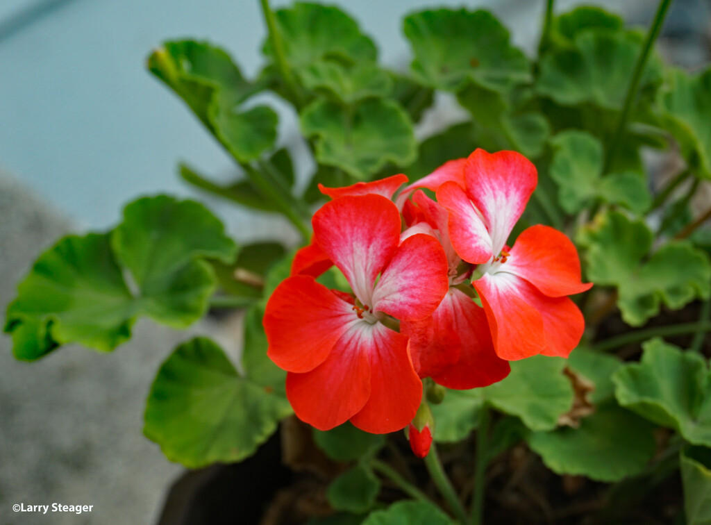 Pansy geranium by larrysphotos