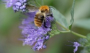 9th Sep 2021 - Bees ❤ Caryopteris Heavenly Blue