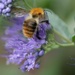 Bees ❤ Caryopteris Heavenly Blue by helenhall