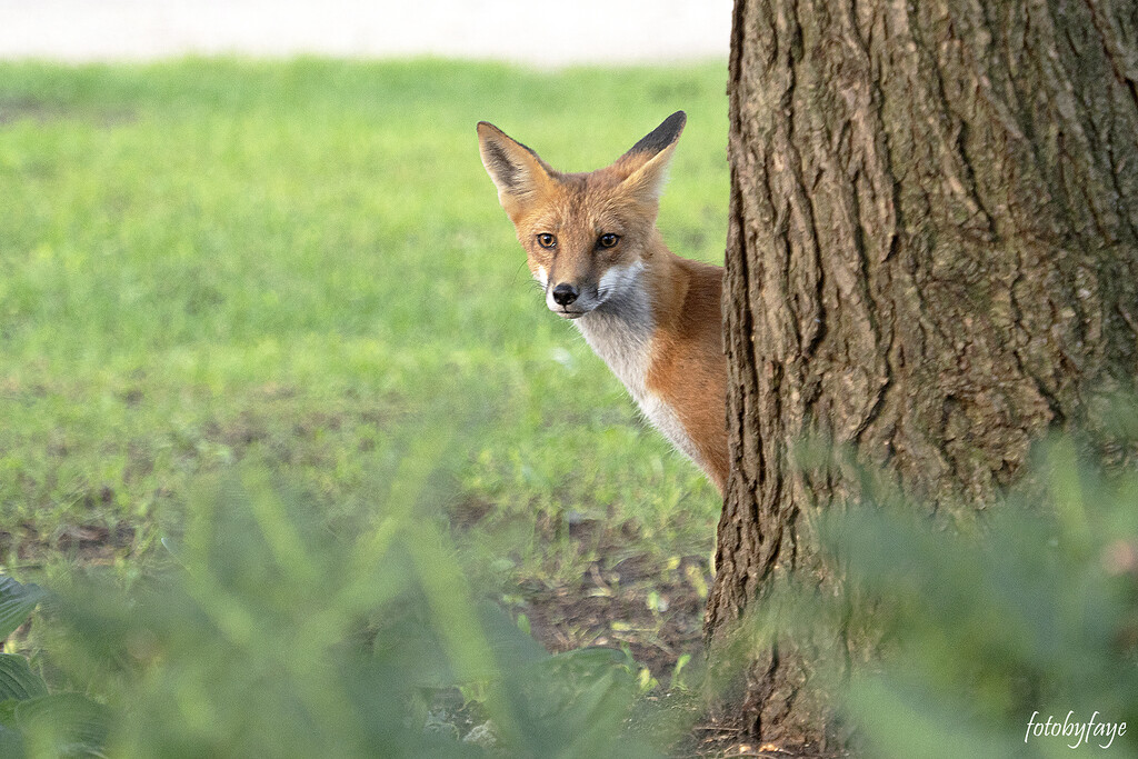 Hello there Little FOX by fayefaye