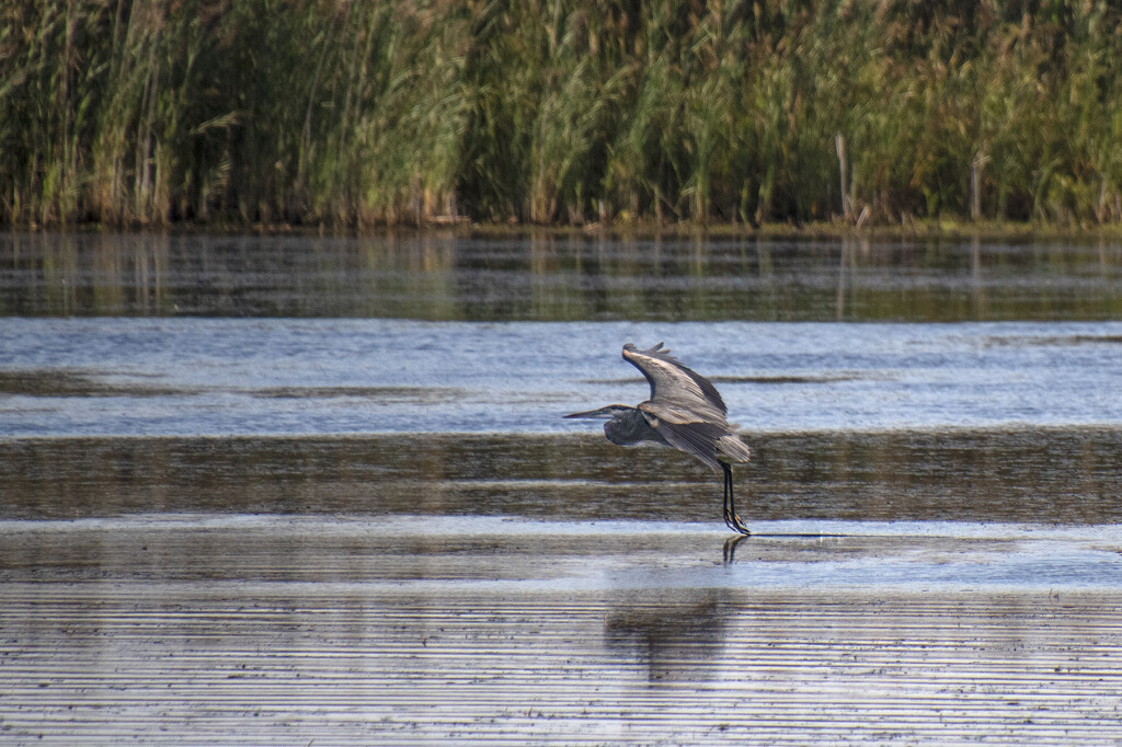 Dipping Its Toes by timerskine