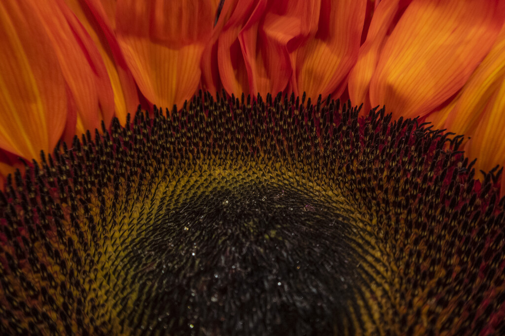 Red Sunflower by timerskine