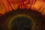 9th Sep 2021 - Red Sunflower