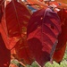 Red leaves by sugarmuser
