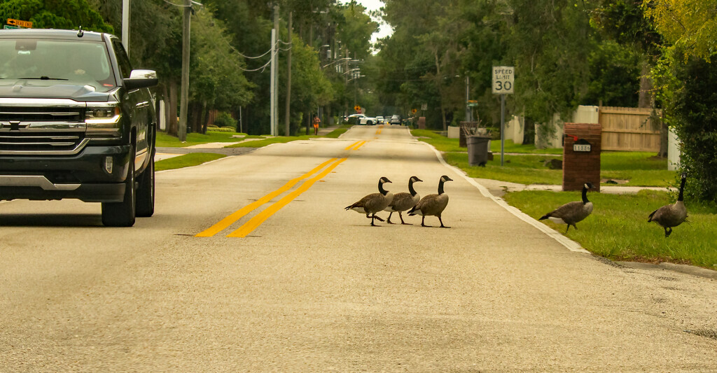 The Geese Are Stopping Traffic! by rickster549