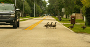 9th Sep 2021 - The Geese Are Stopping Traffic!