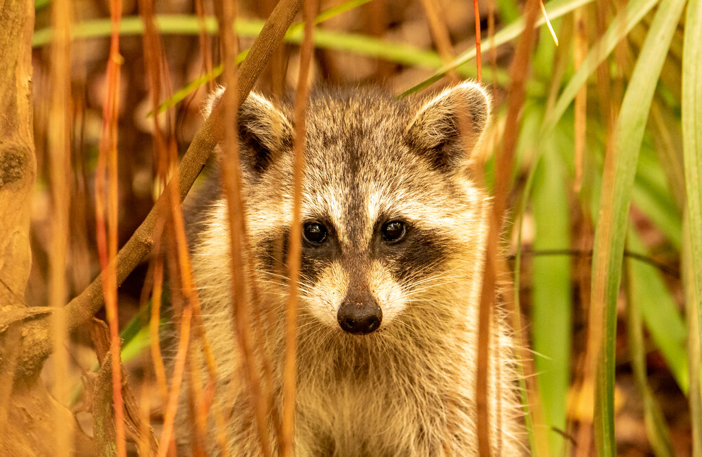 Rocky Raccoon Peeking Through the Bushes! by rickster549