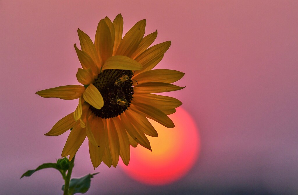 A Sunflower, a Couple of Beetles, and a Sunset by kareenking