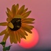 A Sunflower, a Couple of Beetles, and a Sunset by kareenking