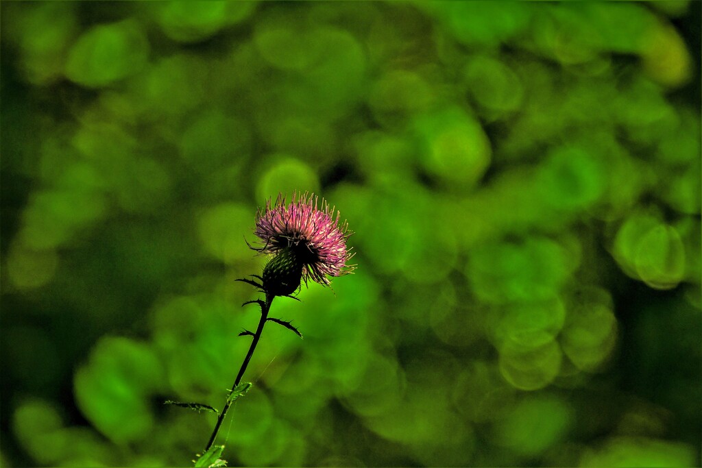 In the Green by kareenking
