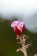 8th Sep 2021 - Flower bud