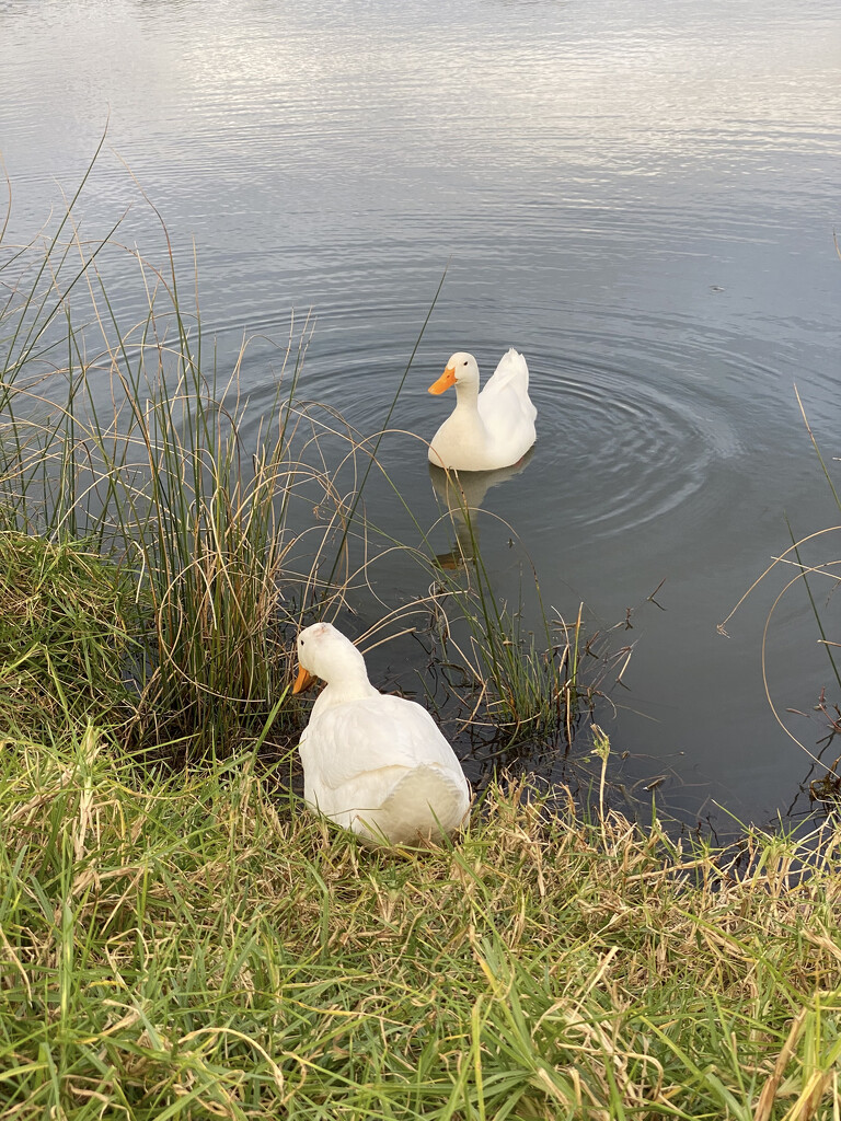 Two little Ducks by kjarn