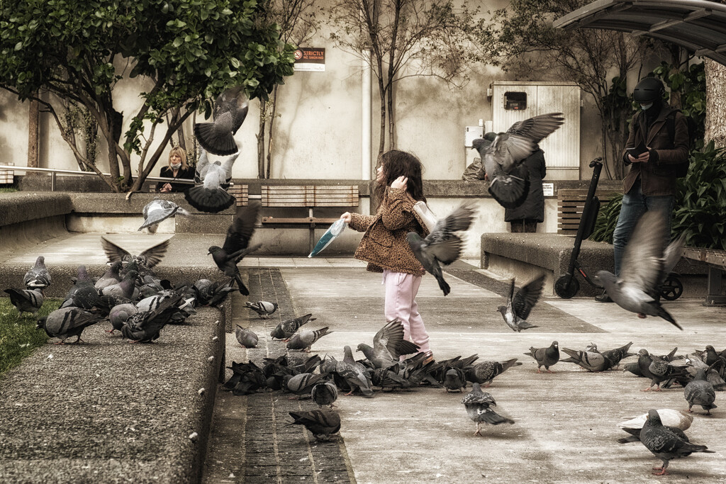 The Pigeon Whisperer by helenw2