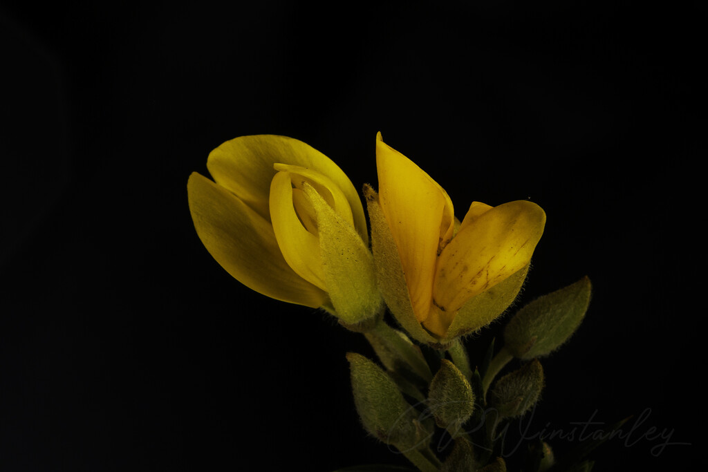 Flower from the Gorse by kipper1951