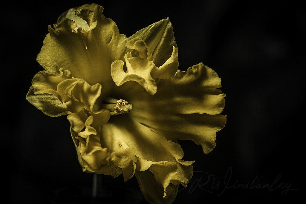Daffodil by kipper1951
