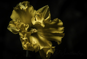 9th Sep 2021 - Daffodil