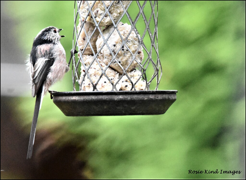 One of the little long tailed tits by rosiekind