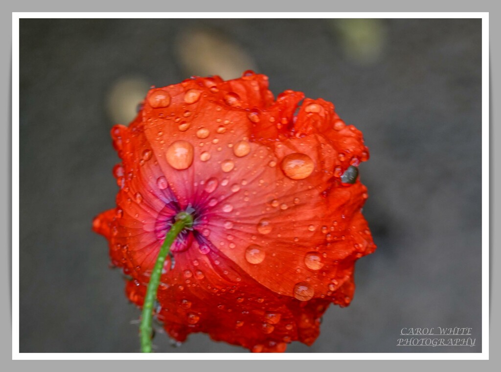 Rain-Drenched Poppy by carolmw