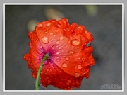 10th Sep 2021 - Rain-Drenched Poppy