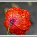 Rain-Drenched Poppy by carolmw